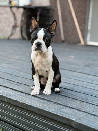 Perla (Kind Regards Mox Pearl)