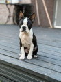 Perla (Kind Regards Mox Pearl)